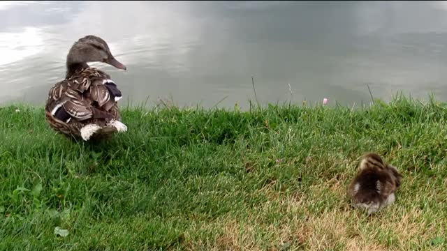 Baby Swan