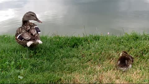 Baby Swan