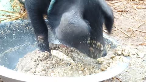 Pig having fun with his morning food.