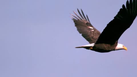 slow motion soaring bald eagle closeup