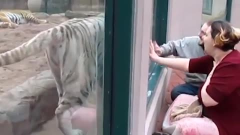 funny animals