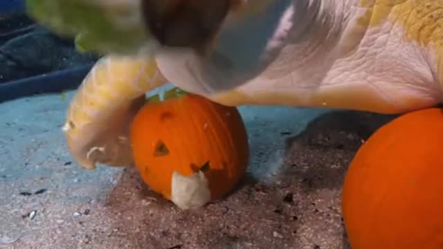 Tank turtle-y LOVES snacks delivered in a