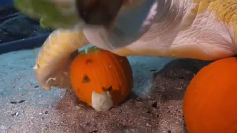 Tank turtle-y LOVES snacks delivered in a