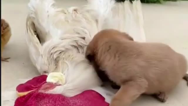 Funny Puppy on TikTok #Short #dog