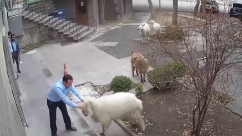 SHEEP CONQUER THE WORLD! ATTENCTION!