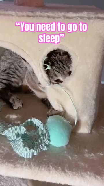 Beans is out of control and won’t sleep HELP!! #frenchbulldog