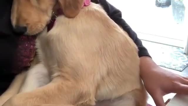 puppy sleeping in owner's arms