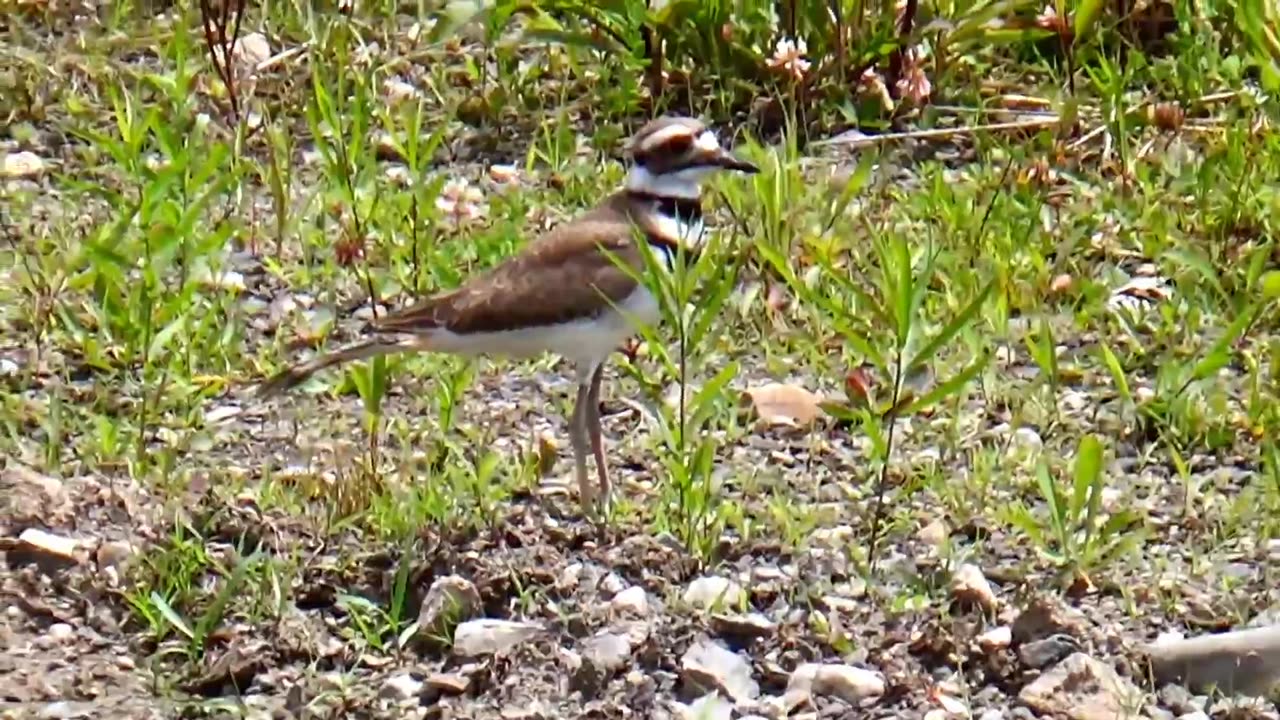 Killdeer