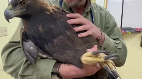 Golden Eagle