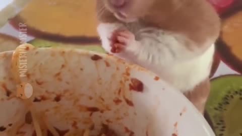Do you like pasta?🐹😂😂