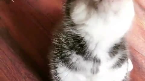 cute puppy