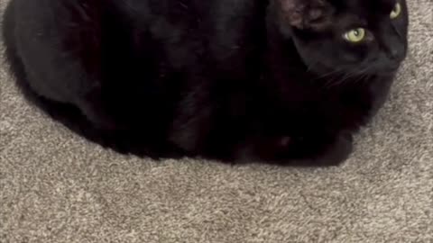 Adopting a Cat from a Shelter Vlog - Cute Precious Piper is an Amazing Office Manager #shorts