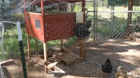 Short Homestead Update