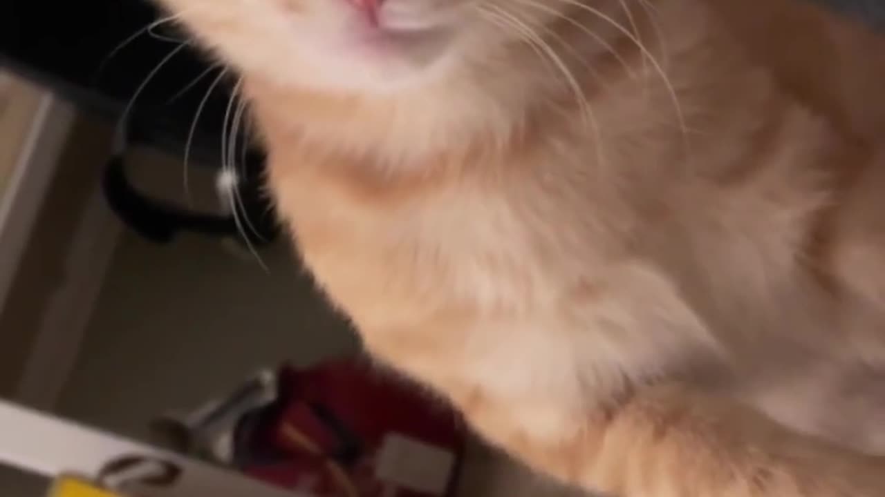 LOL, Crazy Funny Smart Cats Videos Best