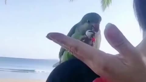 My little bird l