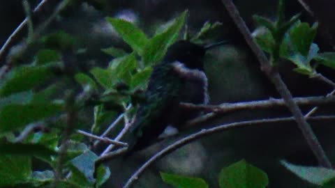 Hummingbird