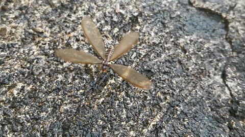 Dragonfly -Slow motion flying