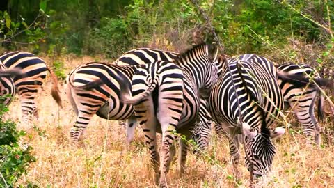 plains zebras
