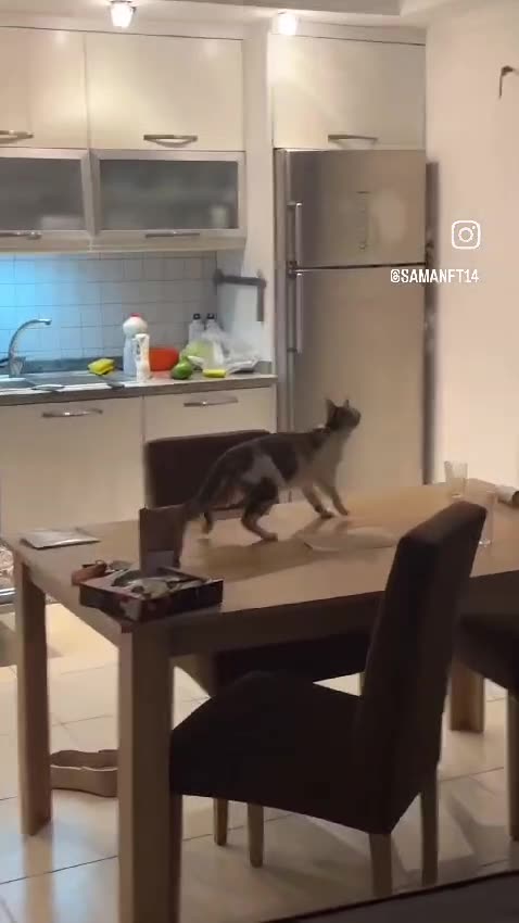 What did you catch this time?! A bat?! Now we all have to live with it flying around! 😱🦇😹"