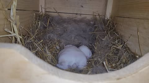 Such cute twin baby bunnies