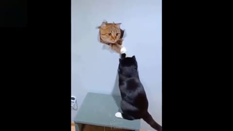 Cat reaction