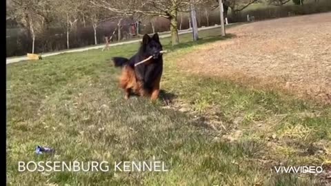 Desi dogs vs German shepherd fighting