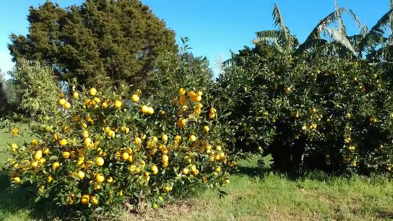 Life on a small farm in northern New Zealand