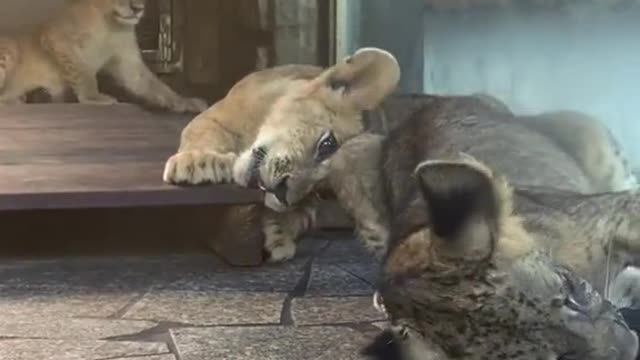 Animals Baby tiger funny moment