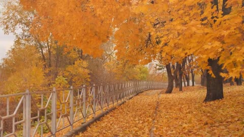 Enchanting Autumn Forests with Beautiful Piano Music