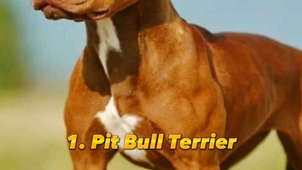 TOP 10 MOST DENGURS DOG BREEDS IN THE WORLD LIKE