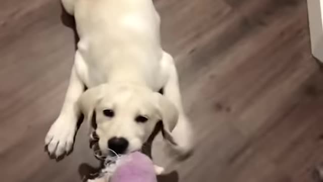 Funny and cute puppies