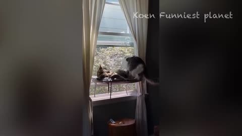 Cats most funny moments