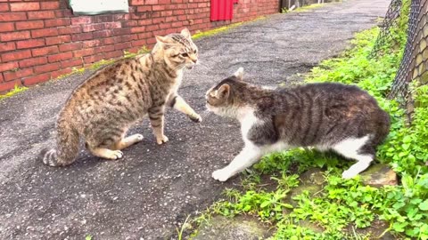 Two cats fighting and belting out high-pitched singing.