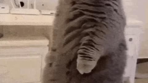 Cute Cat Gif! 🥰
