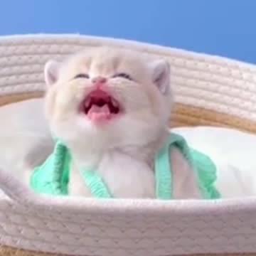 MUST WATCH CAT VIDEO🐱