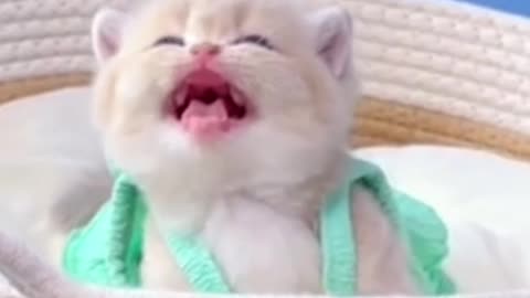MUST WATCH CAT VIDEO🐱