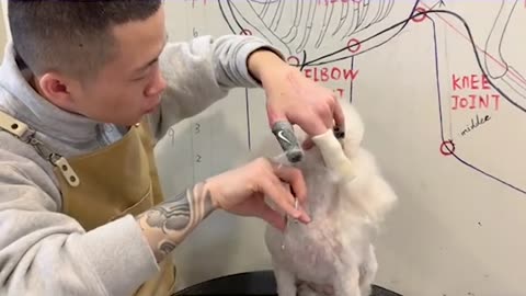 White Poodle Puppy Grooming _ Puppy Grooming _ Dog Grooming (1)