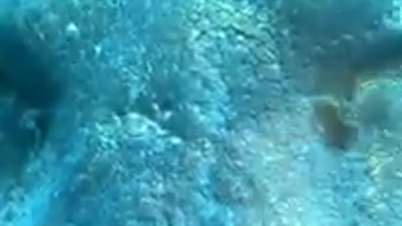 New underwater fish