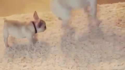 Father dog and child dog are in bed.