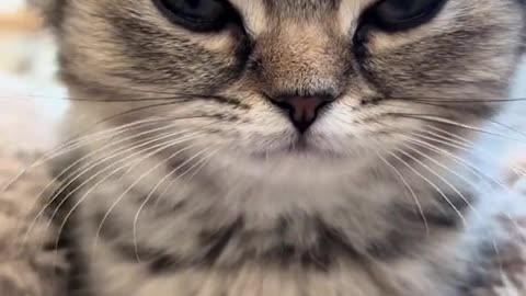 Cute Cats🥰🍿
