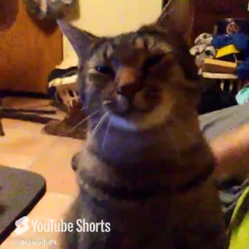 @Astaroth49. Clint, I'm trying to work! #catshorts