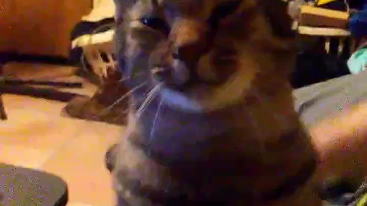 @Astaroth49. Clint, I'm trying to work! #catshorts
