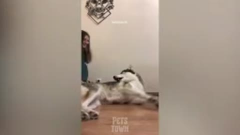 DOG FUNNY