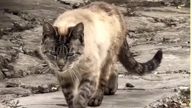 cute cat