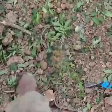 +18 Disturbing Video showing dead and wounded