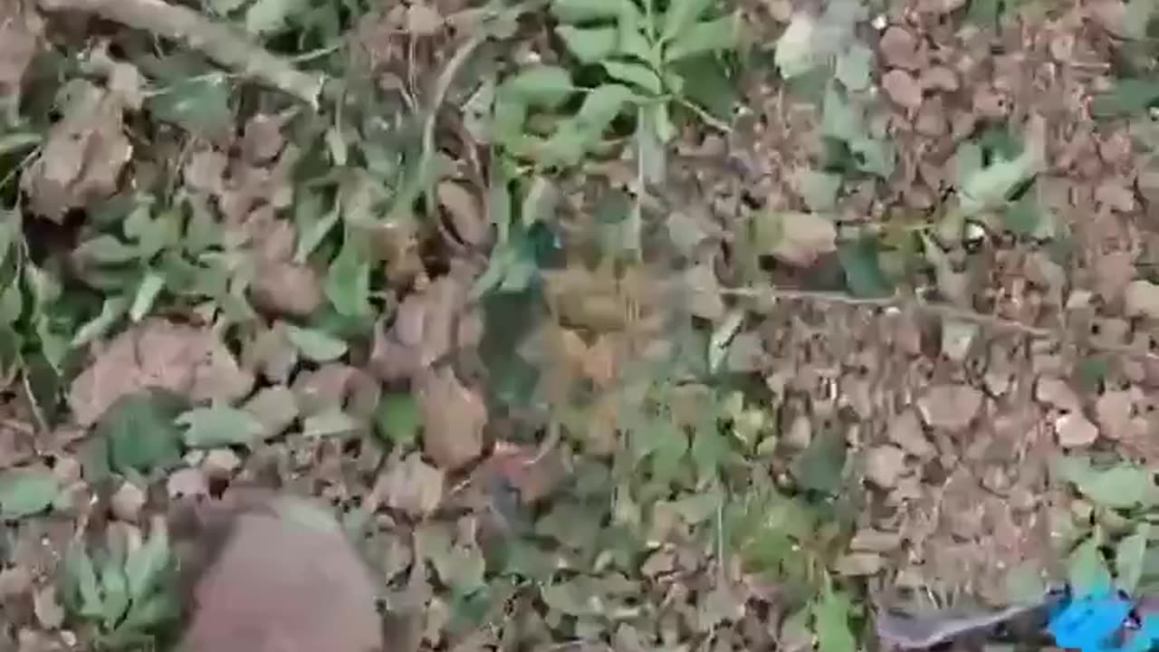 +18 Disturbing Video showing dead and wounded