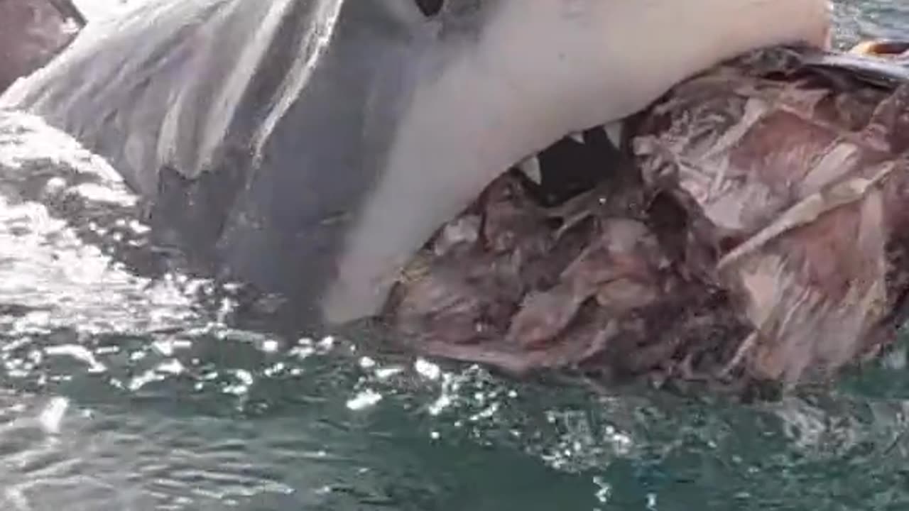 Great White Rolls Eye Back And Extends Jaw