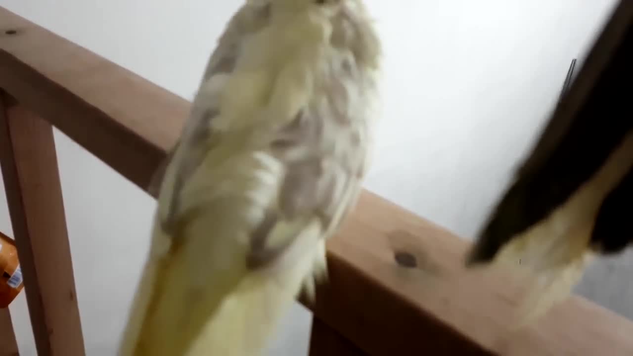 Budgies and Cockatiel Birds Playing and Feeding