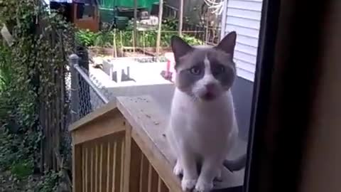 funny cat dumbbing video compilation that makes you laugh