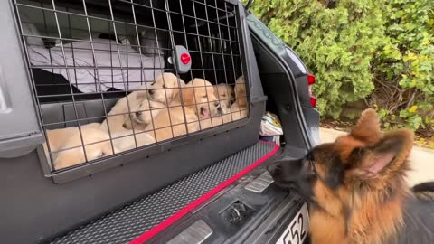 German Shepherd Meets Puppies for The First Time